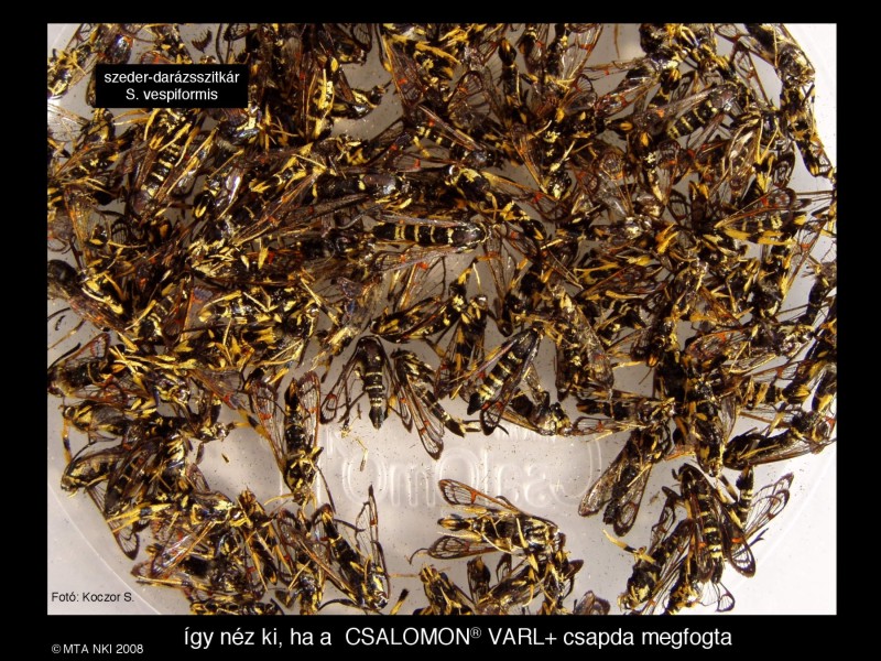 Synanthedon vespiformis