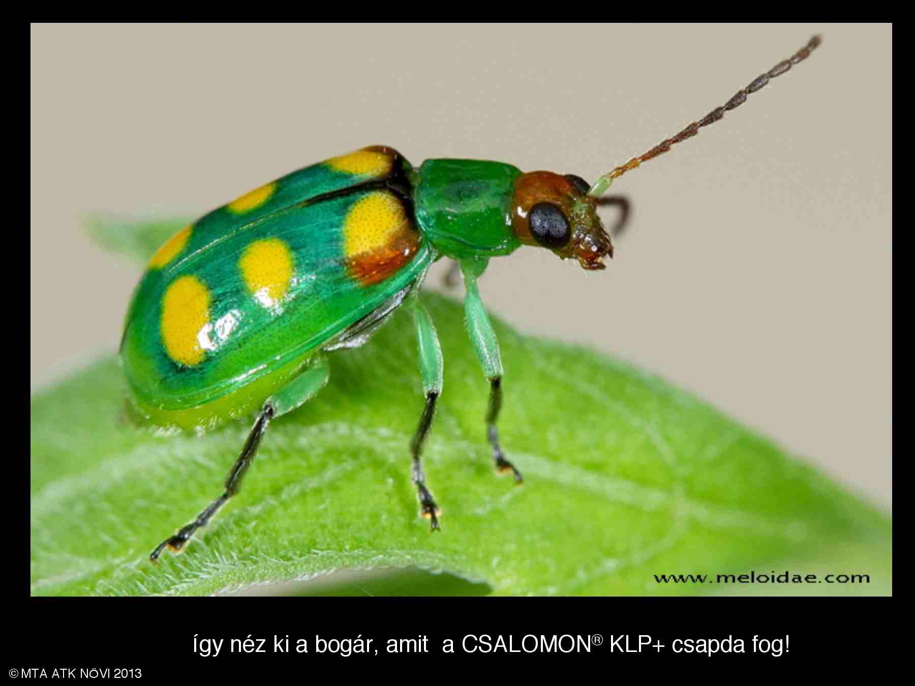 Diabrotica speciosa