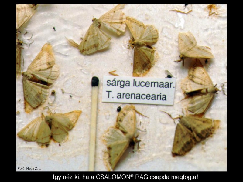 Tephrina arenacearia