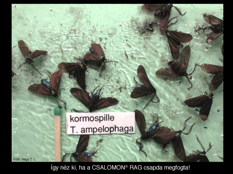 Theresimima (Ino) ampelophaga