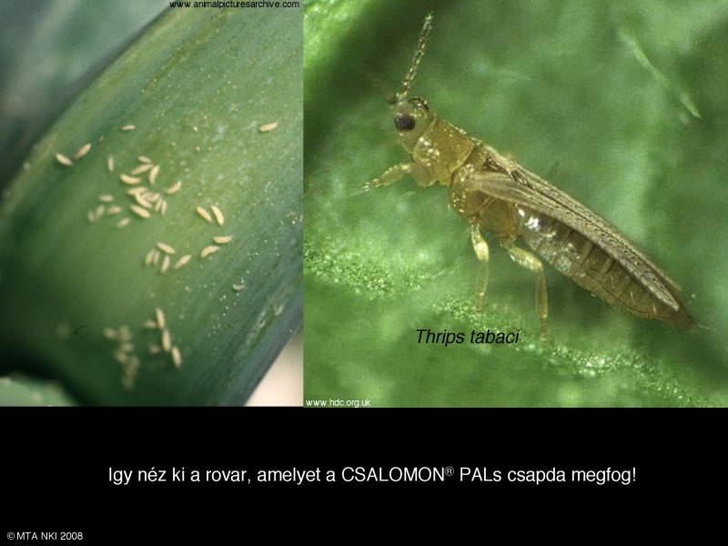 Thrips tabaci