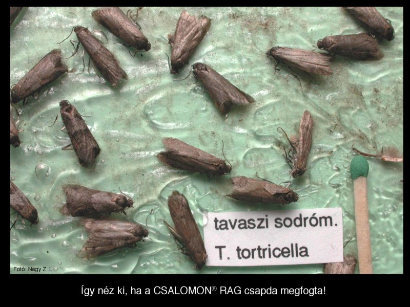 Tortricodes tortricella