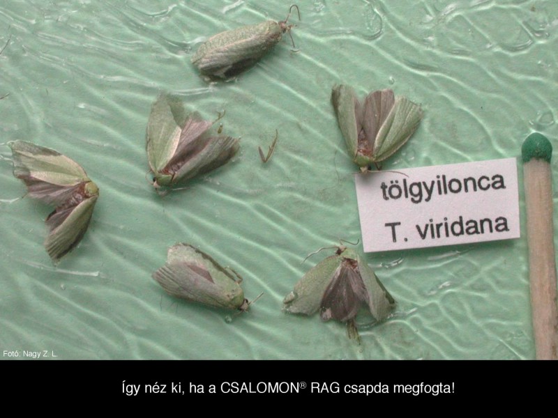 Tortrix viridana