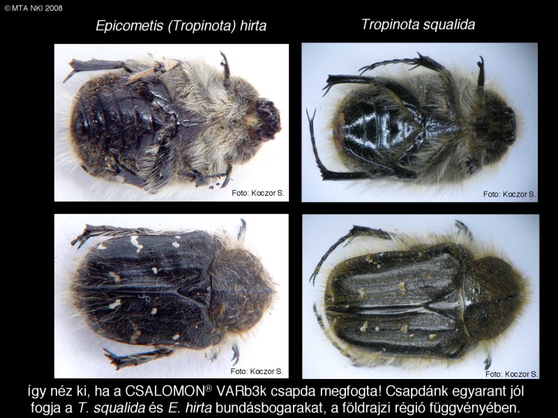 Tropinota squalida