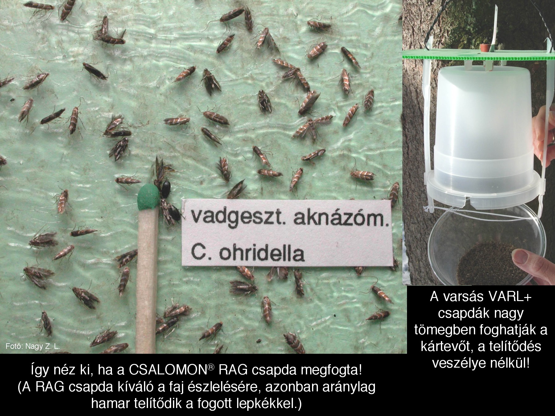 Cameraria ohridella