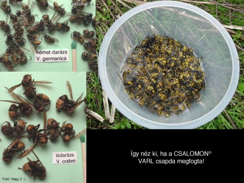 Vespa spp. (germanica, crabro)