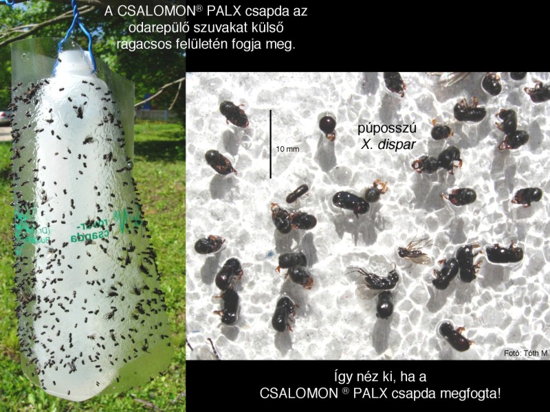 Xyleborus dispar