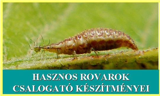 Hasznos rovarok