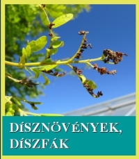 Díszövény és díszfa