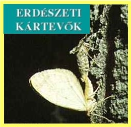 Erdészeti