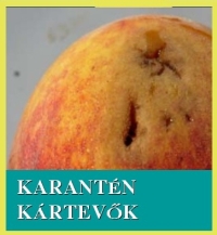 Karantén