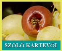 Szőlő kártevők