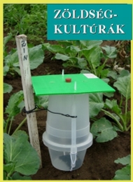 Zöldség kultúrák